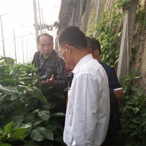 蔬菜种植技术培训