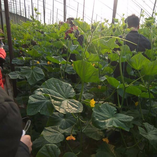 蔬菜种植技术培训