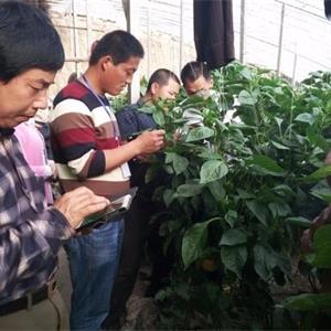 大棚蔬菜种植技术